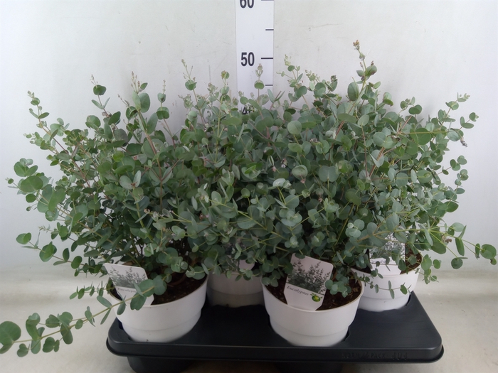 <h4>Eucalyptus gunnii</h4>
