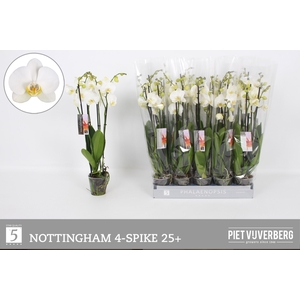 PHAL AN NOTTINGHAM