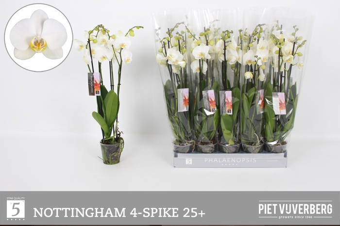 <h4>PHAL AN NOTTINGHAM</h4>