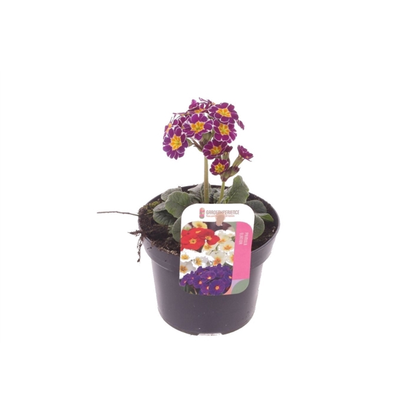 <h4>Primula elatior Miss Violet Laced</h4>