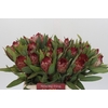 Protea Robijn
