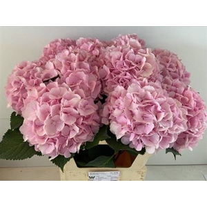 Hydr M Ch Verena 80cm Ex