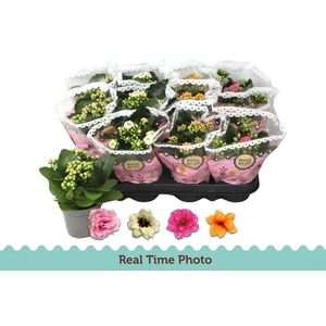 KAL GE GEM TWEEKL BL