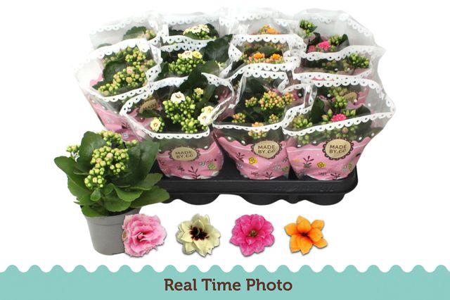 <h4>KAL GE GEM TWEEKL BL</h4>