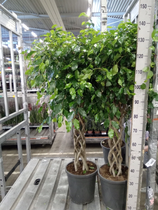<h4>Ficus benja.   ...</h4>