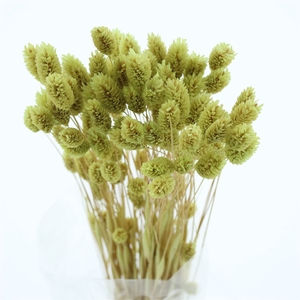 Dried Phalaris Light Green