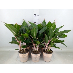 Aglaonema   ...