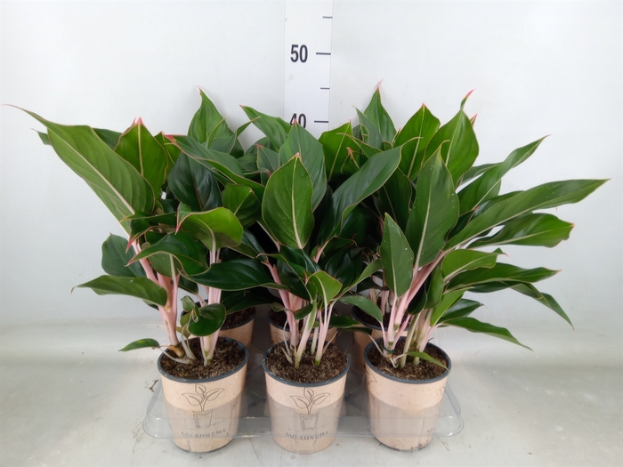 <h4>Aglaonema   ...</h4>