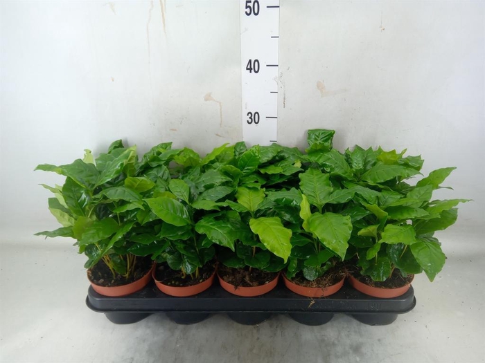 <h4>Coffea arabica</h4>