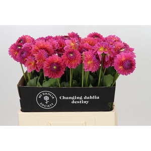 Dahlia Barbados