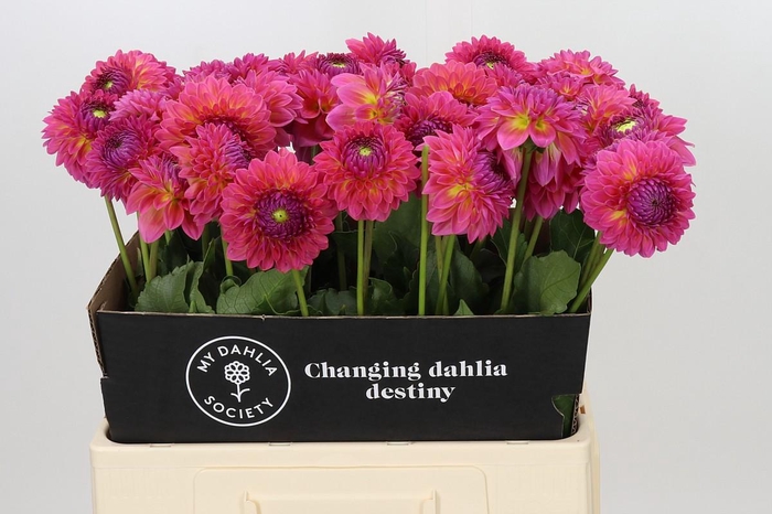 <h4>Dahlia Barbados</h4>