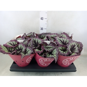 Begonia BD   ...