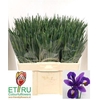 Iris Blue Magic