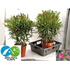 NERI OLEANDER