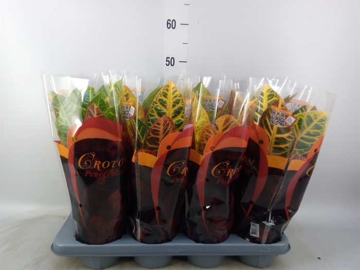 <h4>Codiaeum var. GR 'Petra'</h4>