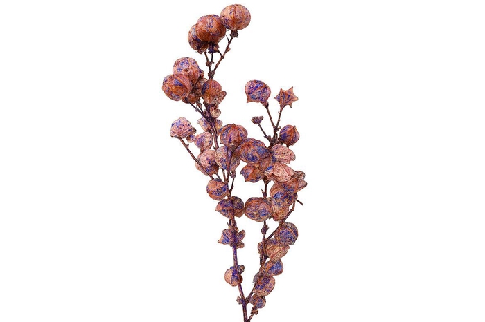<h4>Dried Artz Bougainvillea Da Vinci Bunch</h4>