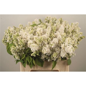 Syringa Per Bunch White