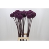 Allium Summer Drummer