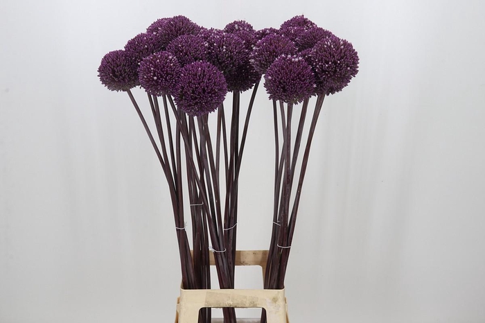 <h4>Allium Summer Drummer</h4>
