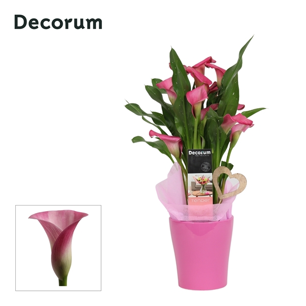 <h4>Zantedeschia Roze in Ompot Amy LOVE (Decorum)</h4>