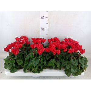 Cyclamen KL   ...patio