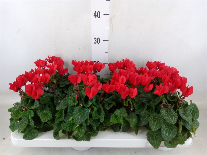 <h4>Cyclamen KL   ...patio</h4>