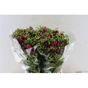Fr Du Expression Cerise Red