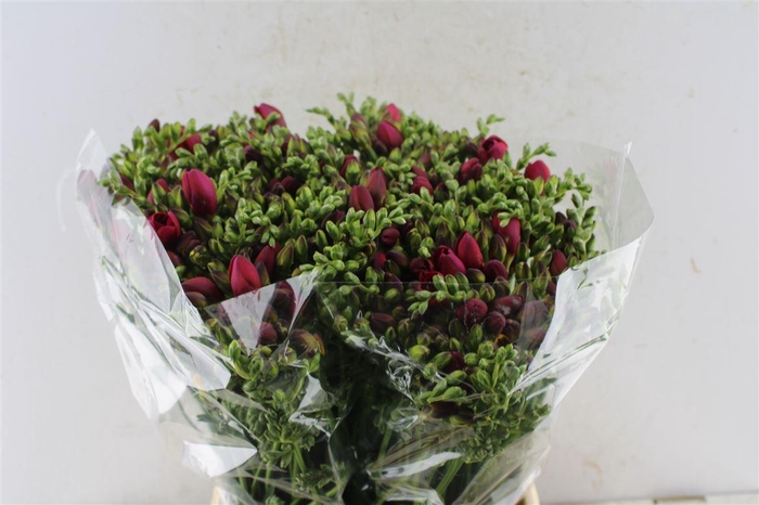 <h4>Fr Du Expression Cerise Red</h4>