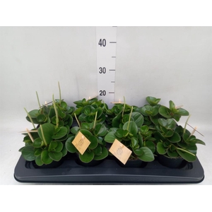 Peperomia obt. 'Obtipan'