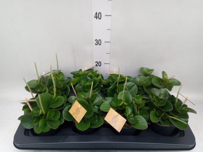 <h4>Peperomia obt. 'Obtipan'</h4>