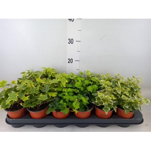 Hedera helix   ...mix 3