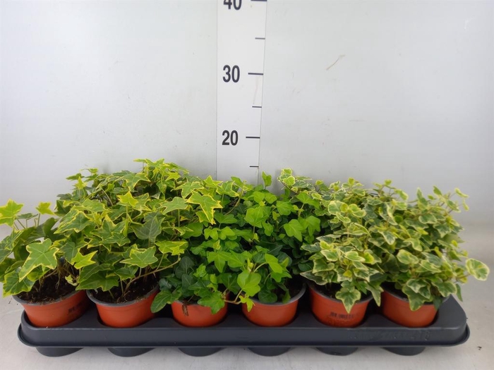 <h4>Hedera helix   ...mix 3</h4>