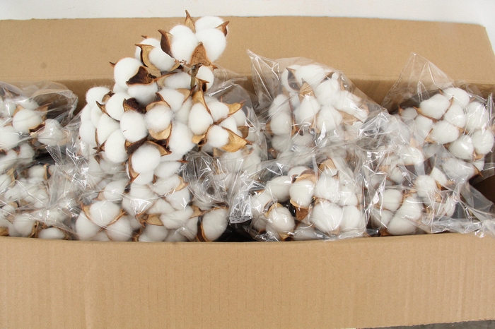 <h4>Stick Cotton 50cm White</h4>