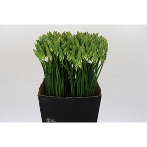 Ornithogalum Mount Fuji