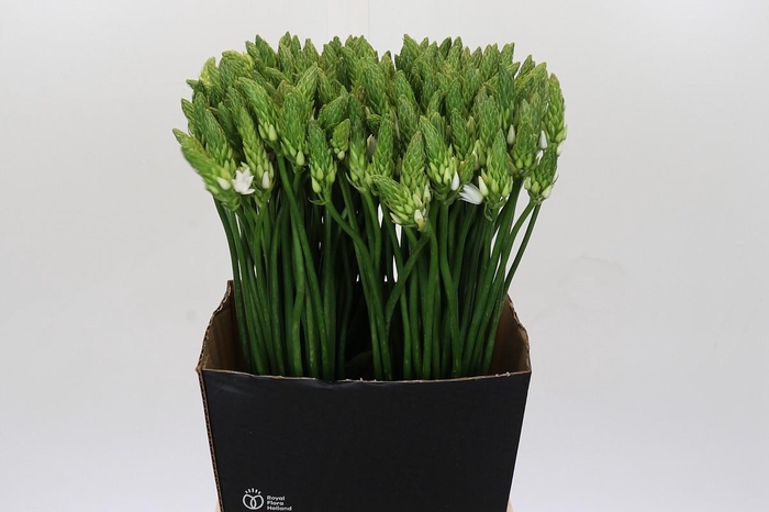 <h4>Ornithogalum Mount Fuji</h4>
