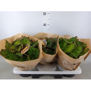 Begonia BD 'Lime Fever'