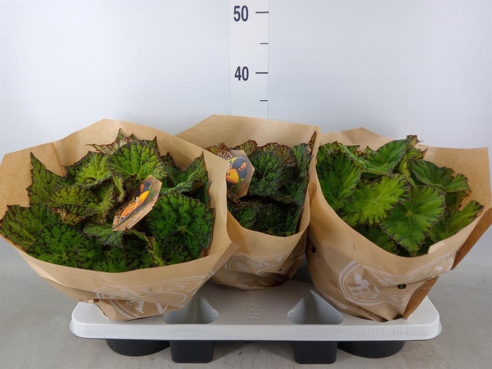 <h4>Begonia BD 'Lime Fever'</h4>