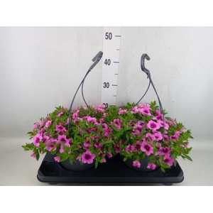 Calibrachoa   ...mix
