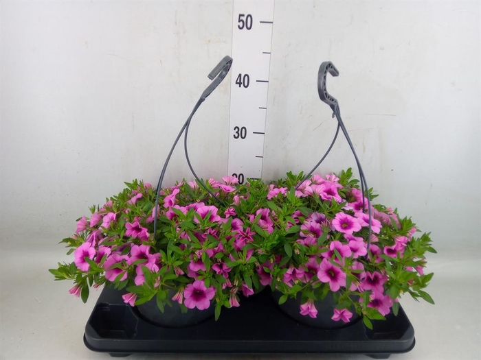 <h4>Calibrachoa   ...mix</h4>
