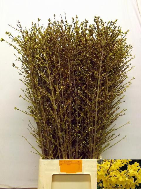 <h4>FORSY I SPECTABILIS</h4>