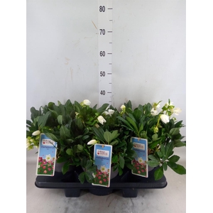 Helleborus niger 'Viv Viktor'