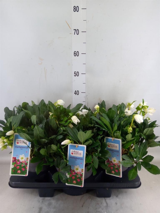 <h4>Helleborus niger 'Viv Viktor'</h4>