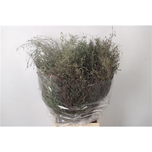 Thym Falso Per Bunch 250 Gram