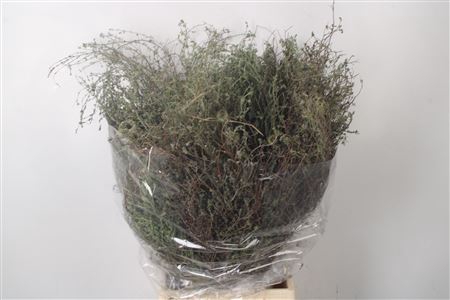 <h4>Thym Falso Per Bunch 250 Gram</h4>
