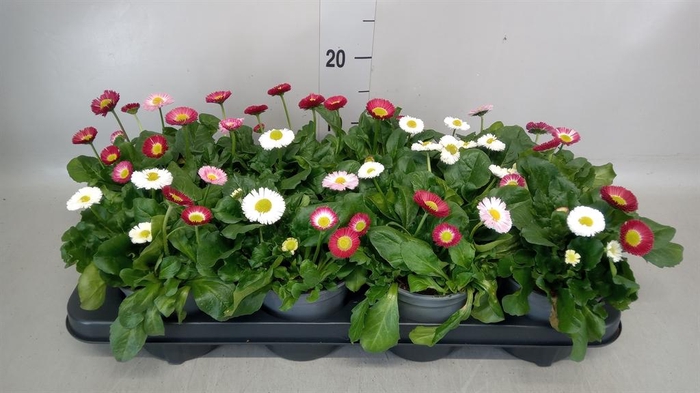 <h4>Bellis   ...</h4>