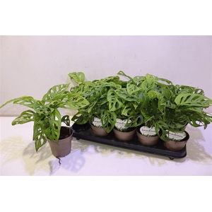 arr8 Monstera Adansonii