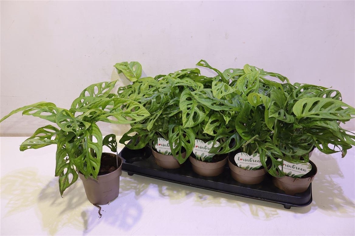 <h4>arr8 Monstera Adansonii</h4>
