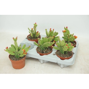 OPUNTIA