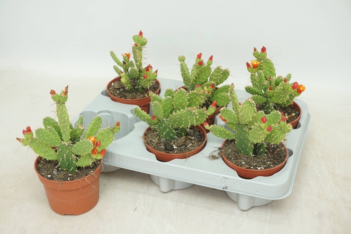<h4>OPUNTIA</h4>