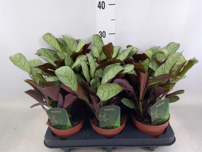 <h4>Ctenanthe burle-marxii 'Amagris'</h4>